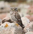 LITTLE OWL